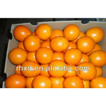 Las naranjas Navel enumeran las frutas amarillas